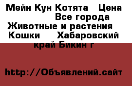 Мейн Кун Котята › Цена ­ 15 000 - Все города Животные и растения » Кошки   . Хабаровский край,Бикин г.